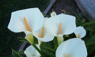 Is the lotus flower toxic? Can it be kept indoors? (Understand the characteristics of the lotus flower and make the right care decisions) 1