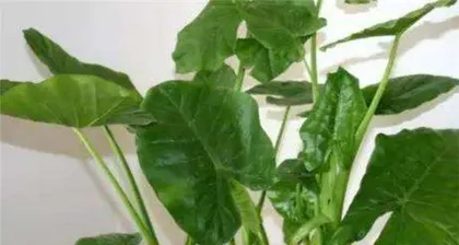 Is the lotus flower toxic? Can it be kept indoors? (Understand the characteristics of the lotus flower and make the right care decisions) 2