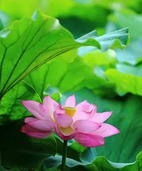 How to care for lotus in summer, Summer lotus care guide 1