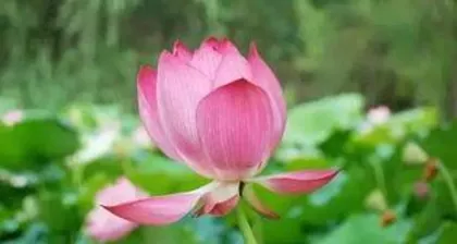 How to care for lotus in summer, Summer lotus care guide 2
