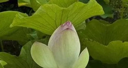 How to care for lotus in summer, Summer lotus care guide 3