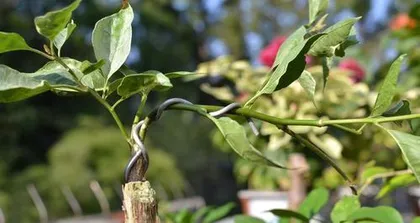 How to Graft Bougainvillea, from Stock Selection to Survival and Maintenance 1