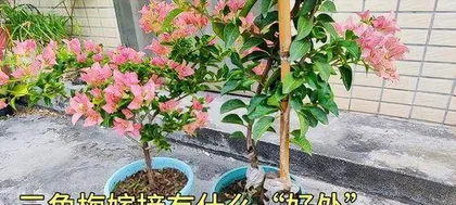 How to Graft Bougainvillea, from Stock Selection to Survival and Maintenance 2