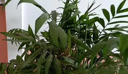 How to Successfully Cultivate Bambusa multiplex (A Detailed Guide from Site Selection to Care) 1