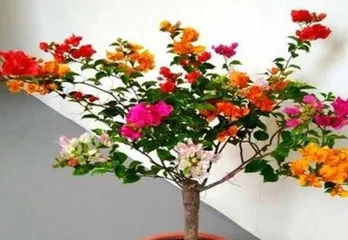 How to Graft Bougainvillea, from Stock Selection to Survival and Maintenance 3