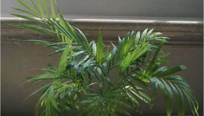 How to Successfully Cultivate Bambusa multiplex (A Detailed Guide from Site Selection to Care) 2