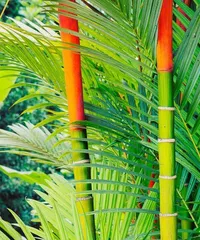 How to Successfully Cultivate Bambusa multiplex (A Detailed Guide from Site Selection to Care) 3