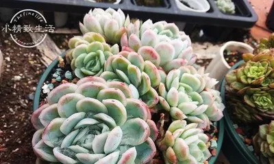 How to care for succulents during acclimatization period, scientific management to help plants grow healthy 1
