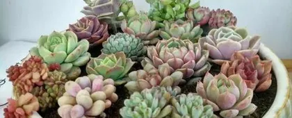 How to care for succulents during acclimatization period, scientific management to help plants grow healthy 2