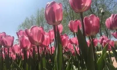 郁金香如何种植,从选种到养护的详细指南2