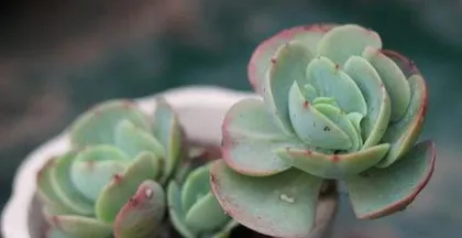 How to care for succulents during acclimatization period, scientific management to help plants grow healthy 3
