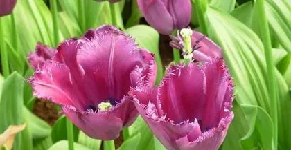 郁金香如何种植,从选种到养护的详细指南3