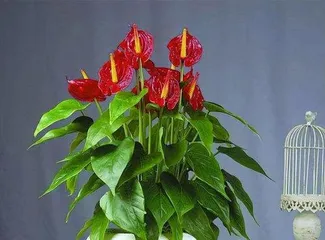 How to Get Your Anthurium to Bloom: A Comprehensive Care Guide to Help You Grow a Beautiful Anthurium Full of Flowers 1