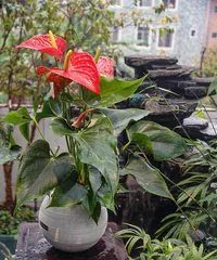 How to Get Your Anthurium to Bloom: A Comprehensive Care Guide to Help You Grow a Beautiful Anthurium Full of Flowers 2