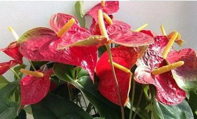 How to Get Your Anthurium to Bloom: A Comprehensive Care Guide to Help You Grow a Beautiful Anthurium Full of Flowers 3