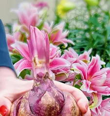 Care Methods for Potted Lilies (Easily Cultivating Beautiful Potted Lilies) 1