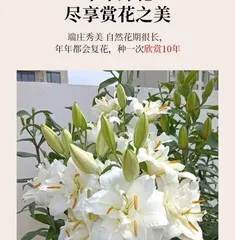 Care Methods for Potted Lilies (Easily Cultivating Beautiful Potted Lilies) 2