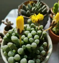 五十铃玉夏天的养护指南(轻松掌握五十铃玉夏天的养护要点,让您的爱车更加持久耐用)1