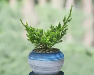 Juniper Bonsai Care and Management (How to Properly Care for Juniper Bonsai)2