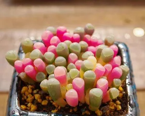 五十铃玉夏天的养护指南(轻松掌握五十铃玉夏天的养护要点,让您的爱车更加持久耐用)2