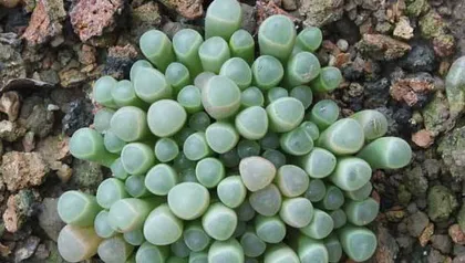 五十铃玉夏天的养护指南(轻松掌握五十铃玉夏天的养护要点,让您的爱车更加持久耐用)3