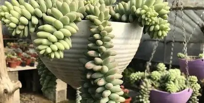 多肉玉缀夏天怎么养,多肉玉缀的夏季养护与浇水技巧1