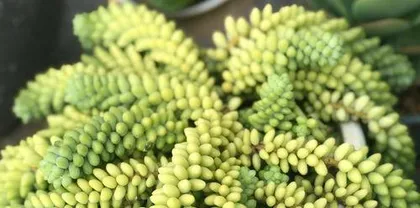 多肉玉缀夏天怎么养,多肉玉缀的夏季养护与浇水技巧2