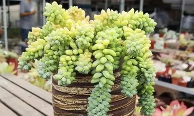 多肉玉缀夏天怎么养,多肉玉缀的夏季养护与浇水技巧3