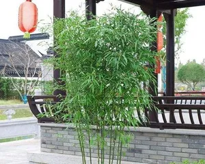 How to care for purple bamboo, secrets to creating a green home 1