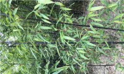 How to care for purple bamboo, secrets to creating a green home 2