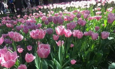 When do tulips bloom, tulip flowering time and care secrets 1