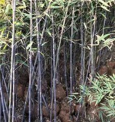 How to care for purple bamboo, secrets to creating a green home 3