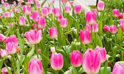 When do tulips bloom, tulip flowering time and care secrets 2