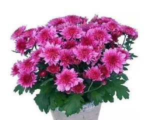 Aster Indoor Care Guide (A beautiful flower suitable for indoors, learn in detail how to care for your Aster) 2