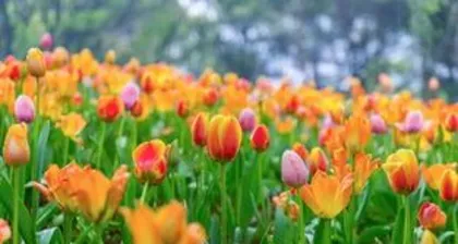 When do tulips bloom, tulip flowering time and care secrets 3