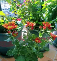 Aster Indoor Care Guide (A beautiful flower suitable for indoors, learn in detail how to care for your Aster) 3