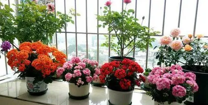 Flat Flower Pot Planting Guide (What Flowers to Plant, How to Care for Them?) 1