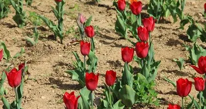 How to deal with tulips after flowering, Tulip post-blooming care and bulb storage guide 1