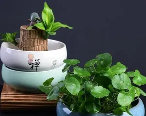 Flat Flower Pot Planting Guide (What Flowers to Plant, How to Care for Them?) 3