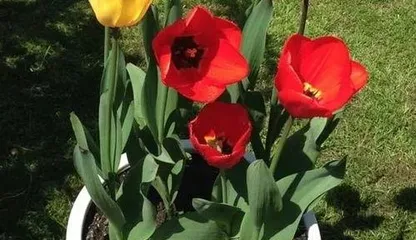 How to deal with tulips after flowering, Tulip post-blooming care and bulb storage guide 2