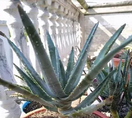 Is it good to have aloe vera at home? (5 benefits and 2 care tips for growing aloe vera) 1