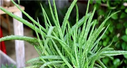 Is it good to have aloe vera at home? (5 benefits and 2 care tips for growing aloe vera) 2