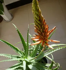 Is it good to have aloe vera at home? (5 benefits and 2 care tips for growing aloe vera) 3