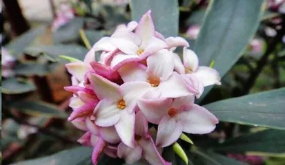 瑞香的上盆与养护（学会正确的时间与方法，让你的瑞香茁壮成长）2