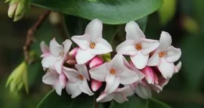 瑞香的上盆与养护（学会正确的时间与方法，让你的瑞香茁壮成长）3