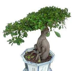 What plants are suitable for bonsai, a list of plant species suitable for making bonsai 1