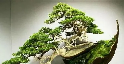 What plants are suitable for bonsai, a list of plant species suitable for making bonsai 2