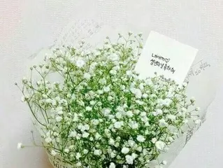 满天星的养殖方法和注意事项,从土壤选择到病虫害防治的全面养护指南1