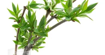 What plants are suitable for bonsai, a list of plant species suitable for making bonsai 3