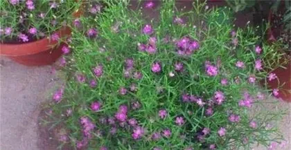 满天星的养殖方法和注意事项,从土壤选择到病虫害防治的全面养护指南3